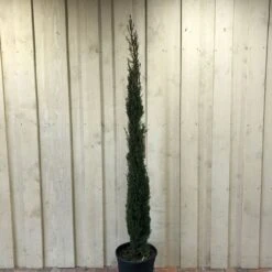 Cupressus Sempervirens 'Totem' Conifer 1.5m Tall (IT)