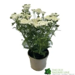 Achillea &#039;New Vintage White&#039; 3Ltr Pot
