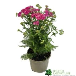 Achillea &#039;New Vintage Violet&#039; 3Ltr Pot