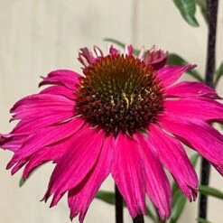 Echinacea 'Sensation Pink' Plant 2 Ltr Pot 5 Echinacea 'Sensation Pink' Plant 2 Ltr Pot -Hozel Garden Shop 5021768069202 3