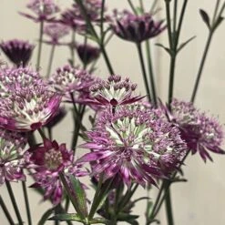 Astrantia 'Star Of Love' Plant 3 Ltr 5 Astrantia 'Star Of Love' Plant 3 Ltr -Hozel Garden Shop 5021768072080 3