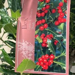 Ilex 'Nellie R.Stevens' Female Holly Bush 10Ltr Pot -Hozel Garden Shop 5021768084373 3