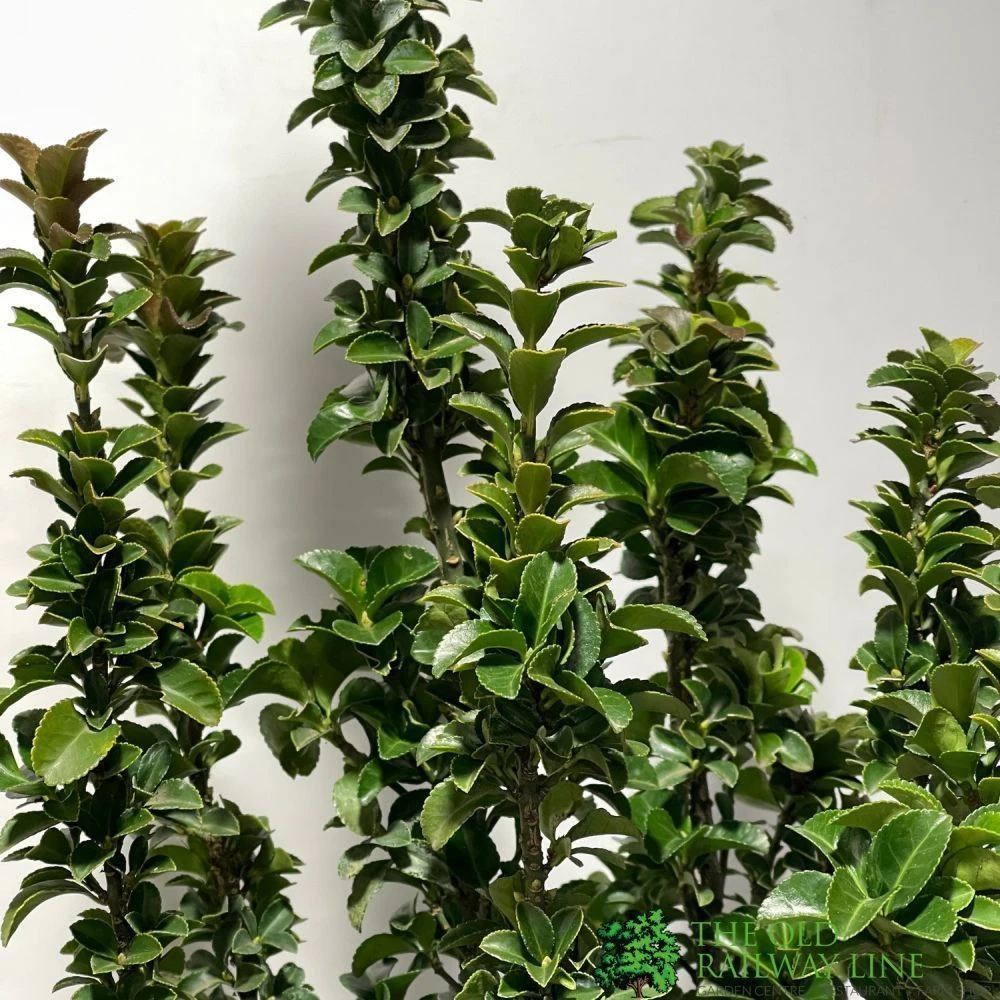 Euonymus Japonicus 'Benkomasaki' 40cm Tall (IT) 2 Euonymus Japonicus 'Benkomasaki' 40cm Tall (IT) - Image 2