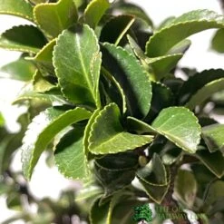 Euonymus Japonicus 'Benkomasaki' 40cm Tall (IT) 5 Euonymus Japonicus 'Benkomasaki' 40cm Tall (IT) -Hozel Garden Shop 5021768087787 3