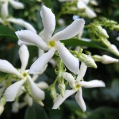 Trachelospermum Jasminoides 'Star Jasmine' Tripod Climber 120cm Tall (IT) 5 Trachelospermum Jasminoides 'Star Jasmine' Tripod Climber 120cm Tall (IT) -Hozel Garden Shop 5021768087930 2 e192d392 7a65 4b82 b30c 4daa1dd0ffc3