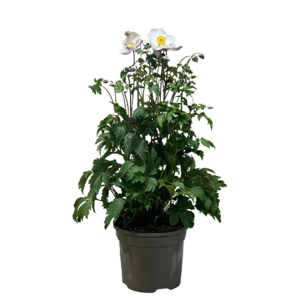 Anemone 'Elfin Swan' 2Ltr Pot 1 Anemone 'Elfin Swan' 2Ltr Pot