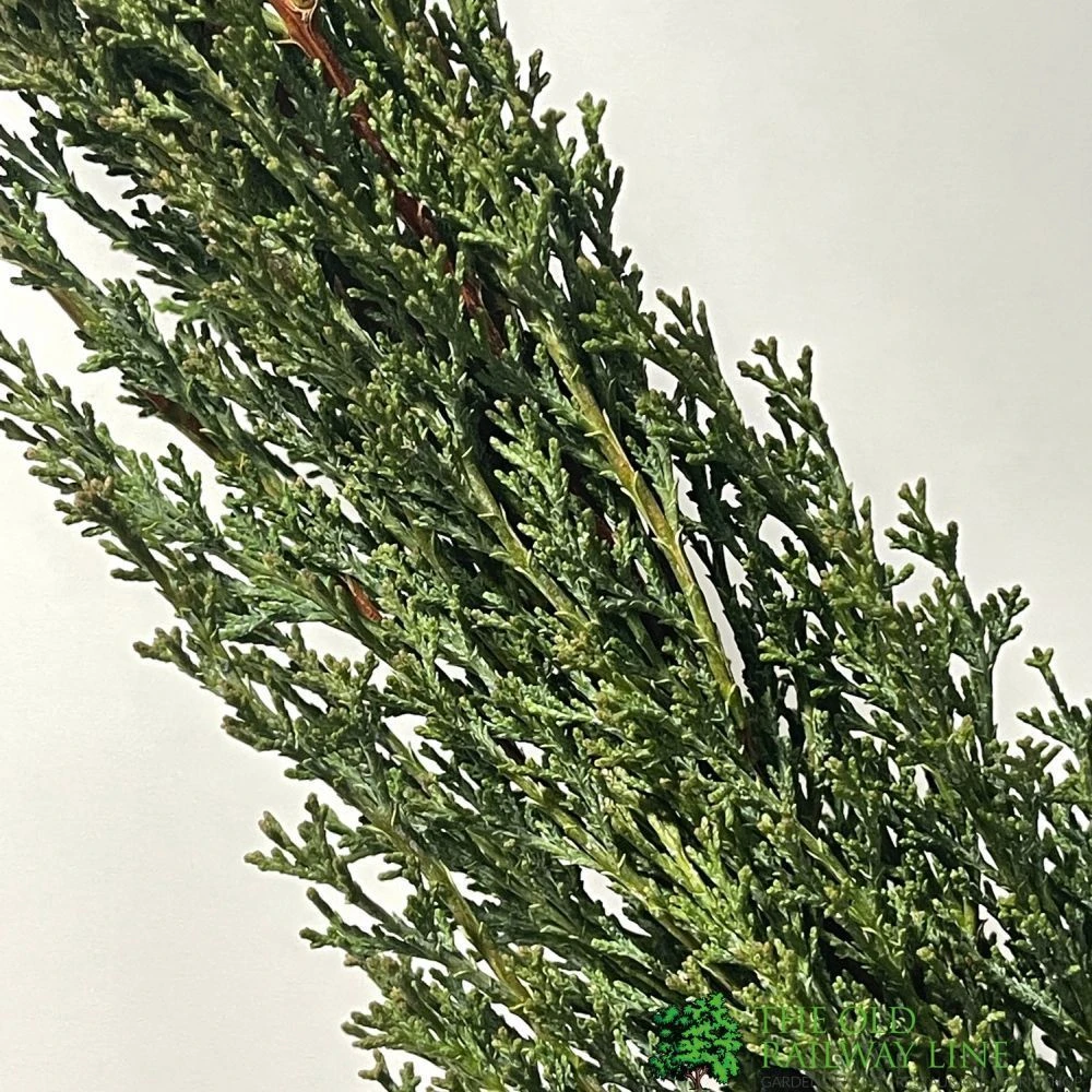 Cupressus Sempervirens 'Totem' Conifer 80cm Tall (IT) 2 Cupressus Sempervirens 'Totem' Conifer 80cm Tall (IT) - Image 2