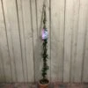 Trachelospermum Asiaticum 'Pink Showers' Climber 1.5m Tall (IT)