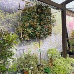 Photinia X Fraseri 'Red Robin' Pleached Form 2m Tall 5 Photinia X Fraseri 'Red Robin' Pleached Form 2m Tall -Hozel Garden Shop 5021768148341 3