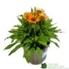 Echinacea 'Prima Saffron' 3Ltr Pot