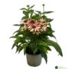 Echinacea 'Pollynation Orange Red' 3Ltr Pot