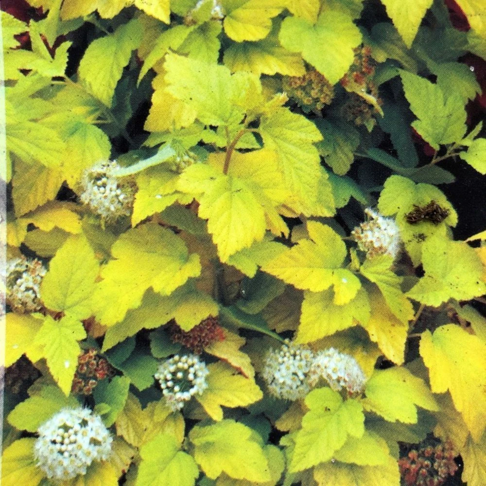 Physocarpus Opulifolius 'Angel Gold' Ninebark Plant 3Ltr Pot 1 Physocarpus Opulifolius 'Angel Gold' Ninebark Plant 3Ltr Pot