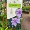 Clematis 'Bernadine' Climber 3Ltr Pot