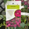 Clematis Viticella 'Royal Velours' Climber 3Ltr Pot