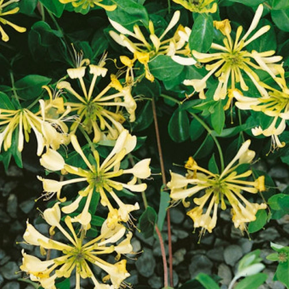 Honeysuckle 'Graham Thomas' Lonicera Japonica Climber 3Ltr Pot 1 Honeysuckle 'Graham Thomas' Lonicera Japonica Climber 3Ltr Pot