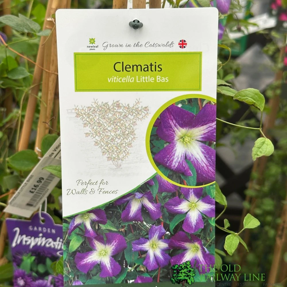 Clematis 'Little Bas' Climber 3Ltr Pot 1 Clematis 'Little Bas' Climber 3Ltr Pot