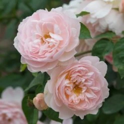 David Austin 'Gentle Hermione' Pink English Rose 6Ltr Pot 7 David Austin 'Gentle Hermione' Pink English Rose 6Ltr Pot -Hozel Garden Shop 5031825016971 3