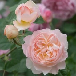 David Austin 'Gentle Hermione' Pink English Rose 6Ltr Pot 8 David Austin 'Gentle Hermione' Pink English Rose 6Ltr Pot -Hozel Garden Shop 5031825016971 4