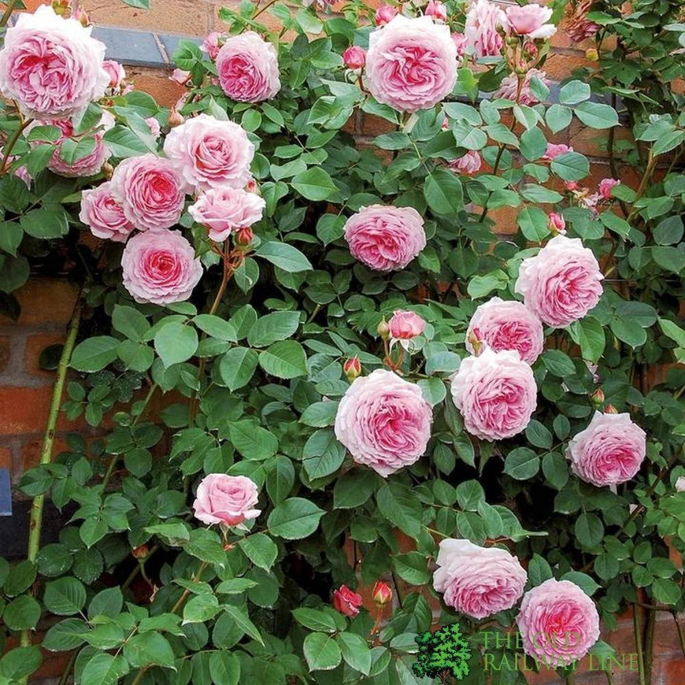 David Austin 'James Galway' Light Pink English Climbing Rose 6Ltr Pot 2 David Austin 'James Galway' Light Pink English Climbing Rose 6Ltr Pot - Image 2