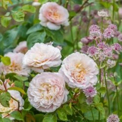 David Austin 'Emily Brontë' Pink English Rose 6Ltr Pot -Hozel Garden Shop 5031825021869 3 9b7506c8 1c1e 4c44 9a3b 79c60ca6b933