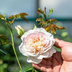 David Austin 'Emily Brontë' Pink English Rose 6Ltr Pot -Hozel Garden Shop 5031825021869 4 96eaa3fc e893 40fc 9443 34a04989ee63