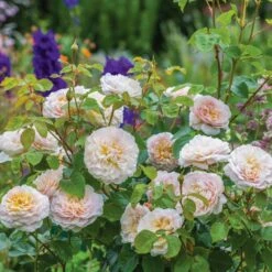 David Austin 'Emily Brontë' Pink English Rose 6Ltr Pot -Hozel Garden Shop 5031825021869 5 fbe9841b df99 4482 a9d2 8bfe3d7a6101