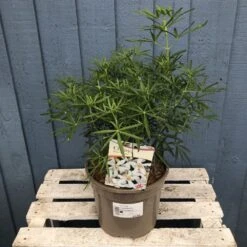 Choisya ? Dewitteana 'White Dazzler' Mexican Orange Plant 3Ltr Pot