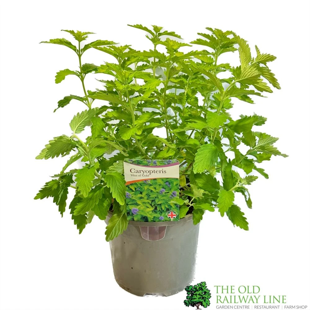 Caryopteris 'Hint Of Gold' 3Ltr Pot 1 Caryopteris 'Hint Of Gold' 3Ltr Pot