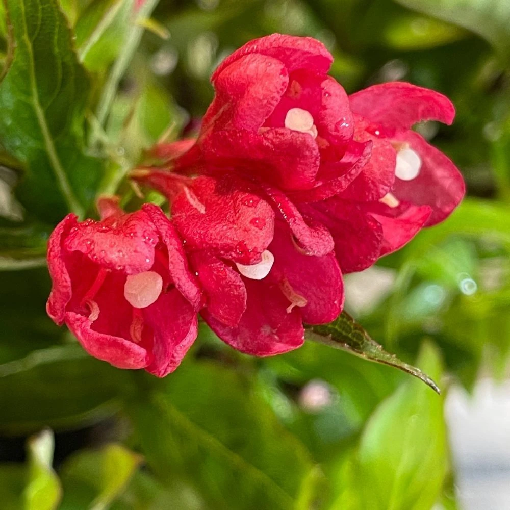 Weigela 'All Summer Red' Plant 3Ltr Pot 2 Weigela 'All Summer Red' Plant 3Ltr Pot - Image 2