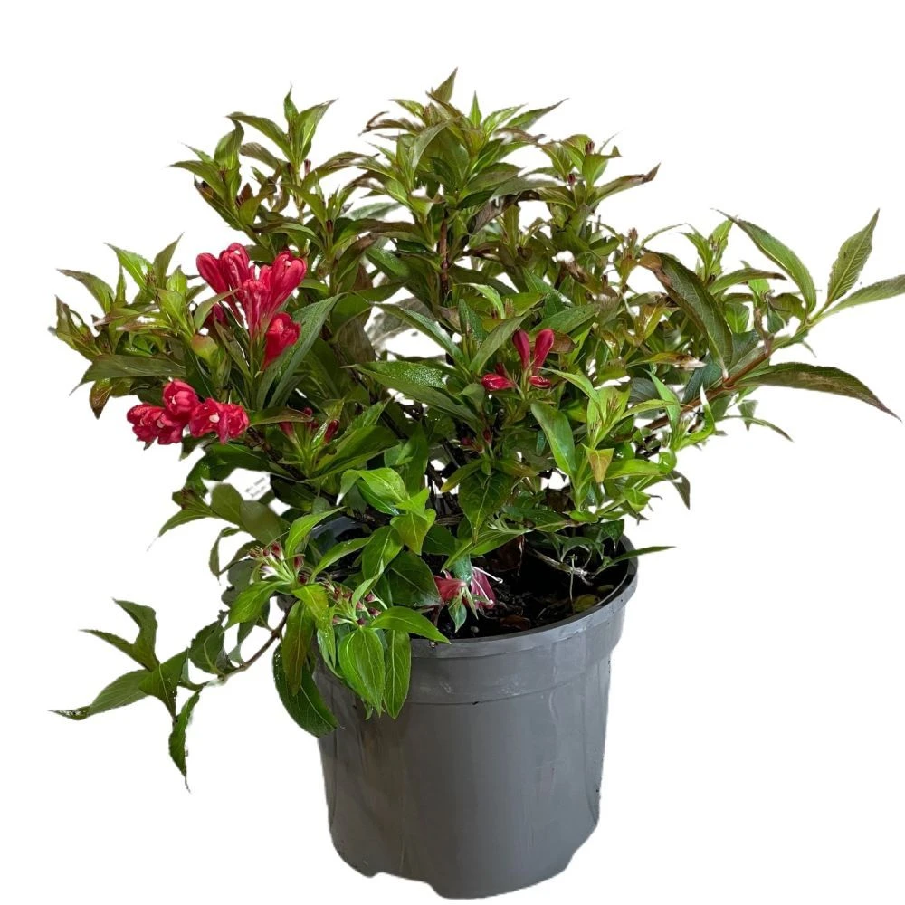 Weigela 'All Summer Red' Plant 3Ltr Pot 1 Weigela 'All Summer Red' Plant 3Ltr Pot