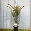 Taxus Baccata Common Yew Plant 2 Ltr
