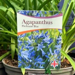 Agapanthus &#039;Pitchoune Blue&#039; Plant 2Ltr Pot