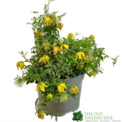 Clematis 'Little Lemons' Climber 3Ltr Pot