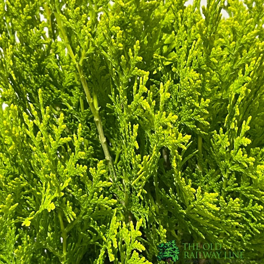 Platycladus Orientalis 'Aurea Nana' Conifer 3Ltr Pot 2 Platycladus Orientalis 'Aurea Nana' Conifer 3Ltr Pot - Image 2