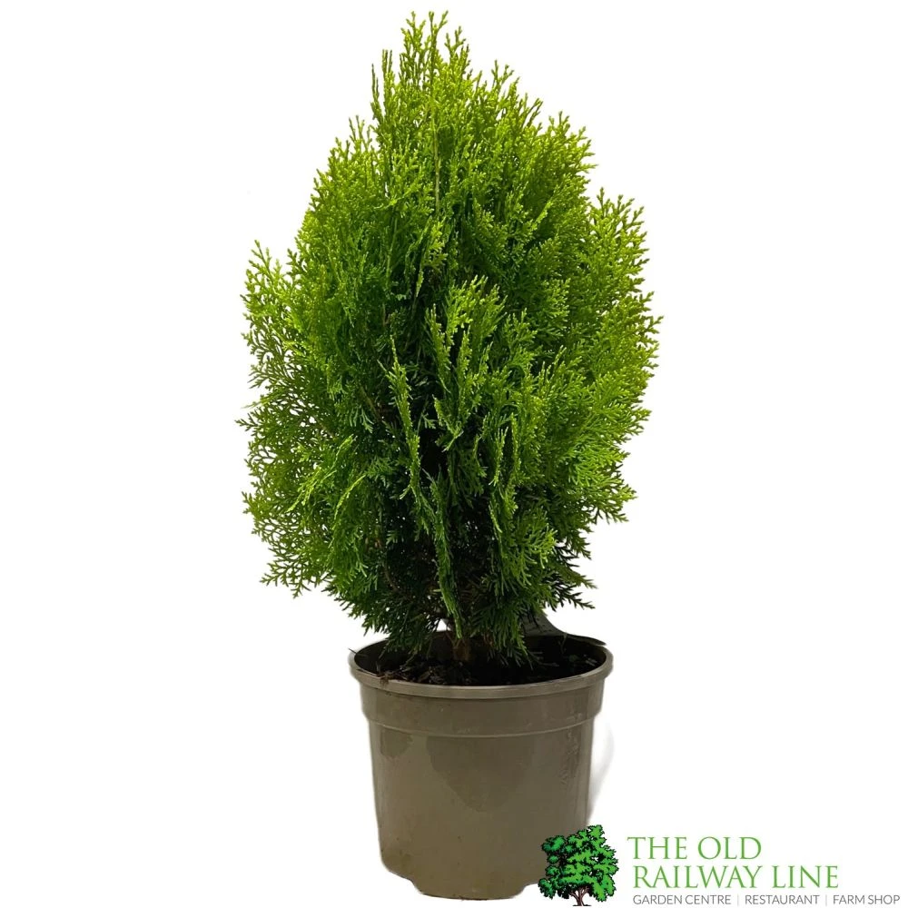 Platycladus Orientalis 'Aurea Nana' Conifer 3Ltr Pot 1 Platycladus Orientalis 'Aurea Nana' Conifer 3Ltr Pot
