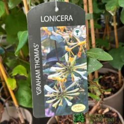 Lonicera 'Graham Thomas' Honeysuckle 3Ltr Pot