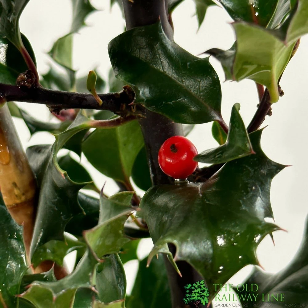 Ilex X Meserveae 'Blue Angel' Holly 3Ltr Pot 2 Ilex X Meserveae 'Blue Angel' Holly 3Ltr Pot - Image 2
