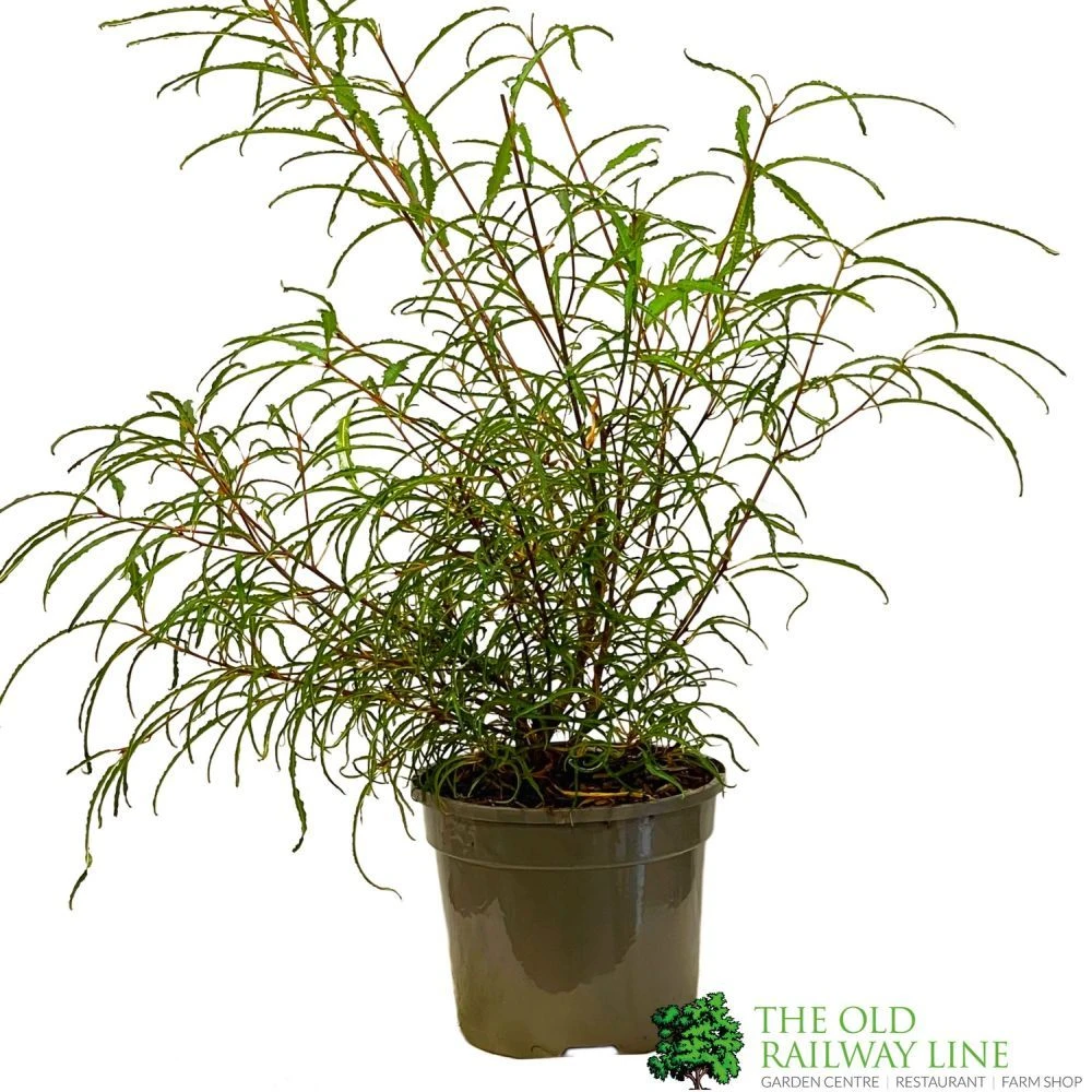 Rhamnus Frangula 'Asplenifolia' 3Ltr Pot 1 Rhamnus Frangula 'Asplenifolia' 3Ltr Pot