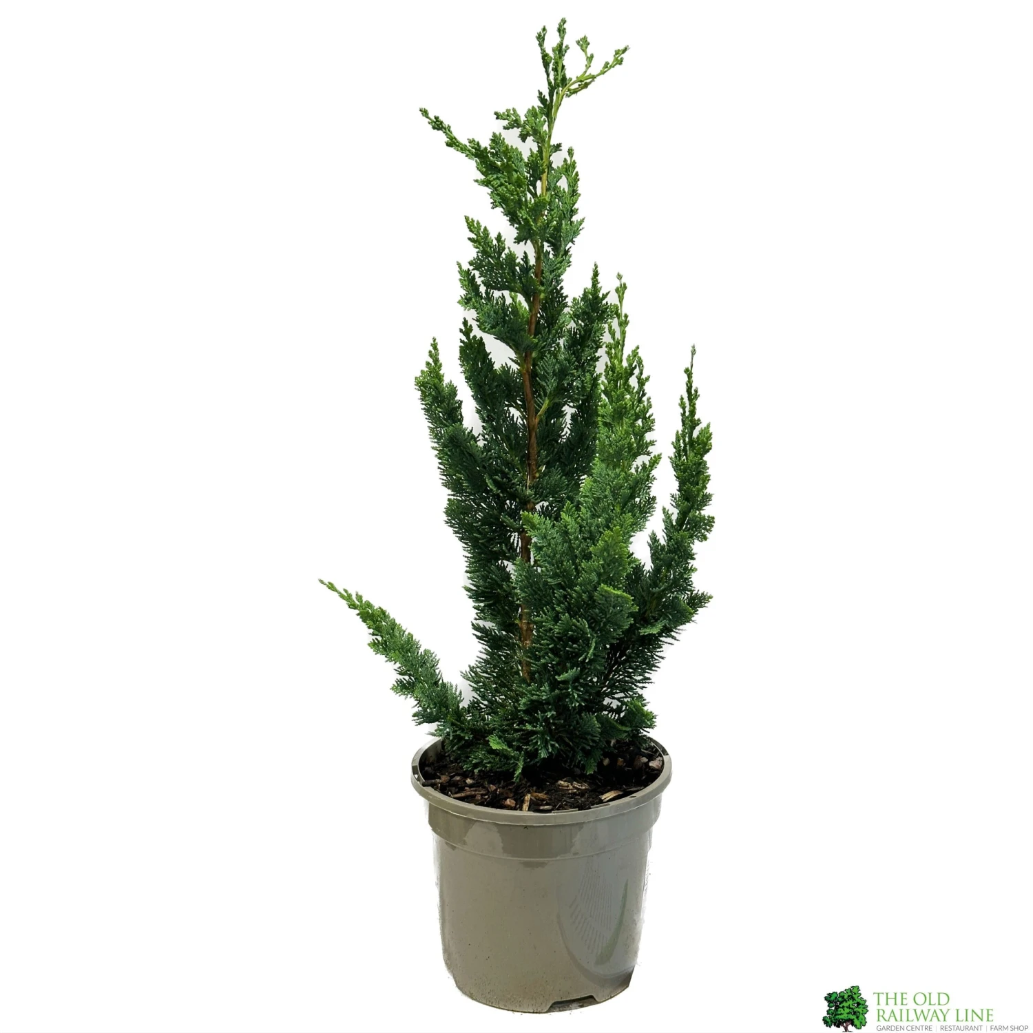 Chamaecyparis Lawsoniana 'Wisselii' 3Ltr Pot 1 Chamaecyparis Lawsoniana 'Wisselii' 3Ltr Pot