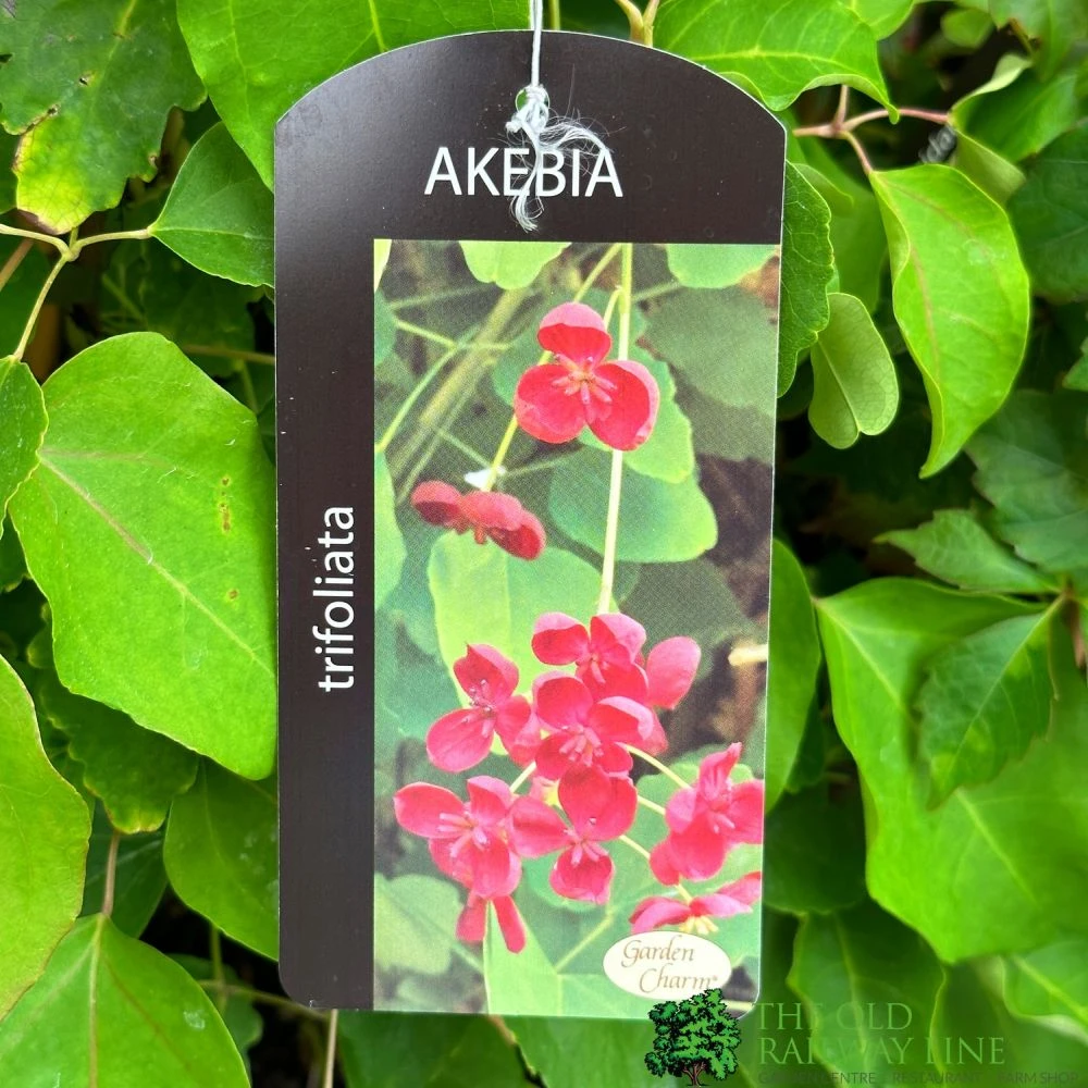 Akebia 'Tifoliata' Chocolate Vine 3Ltr Pot 1 Akebia 'Tifoliata' Chocolate Vine 3Ltr Pot