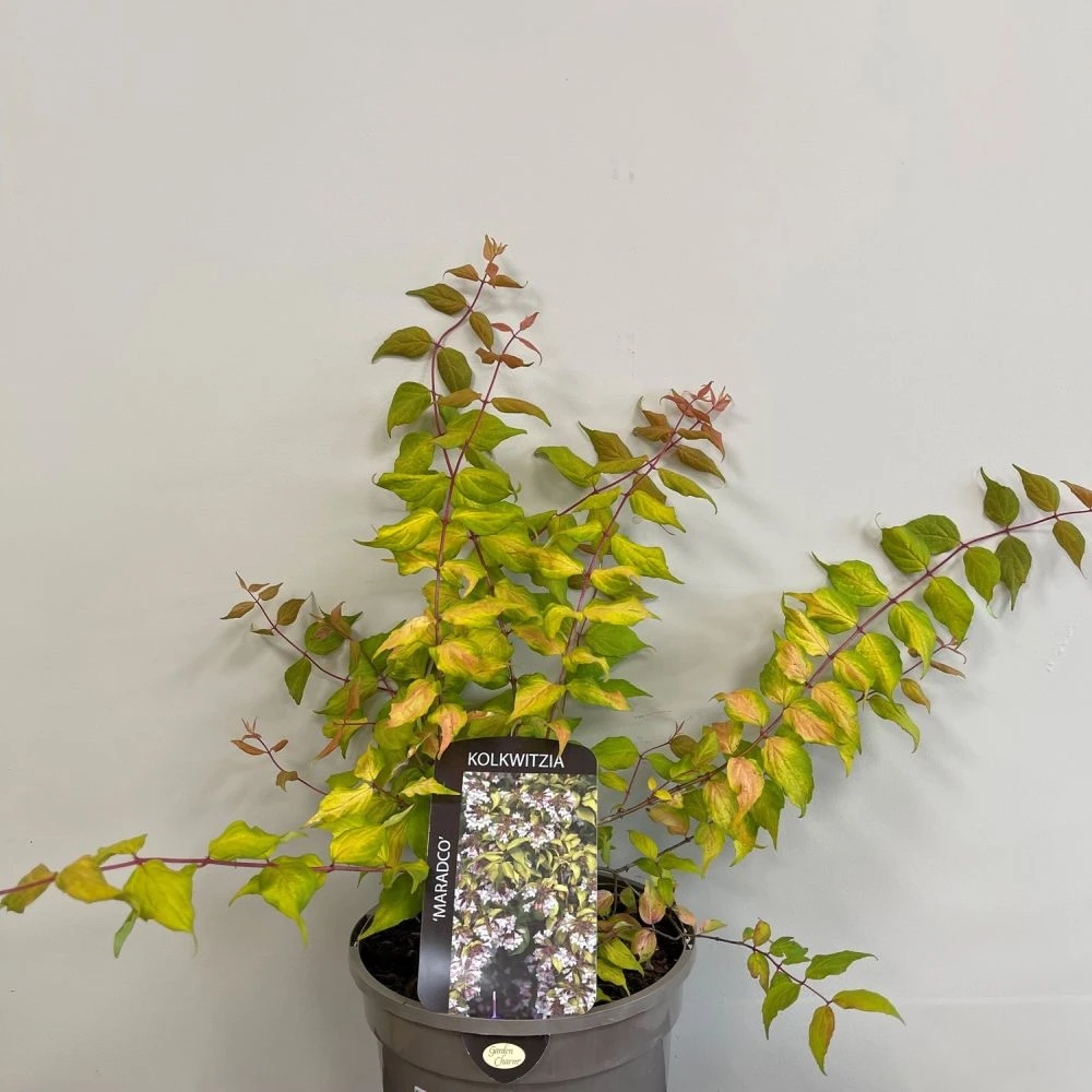 Kolkwitzia 'Maradco' Plant 3Ltr Pot 1 Kolkwitzia 'Maradco' Plant 3Ltr Pot