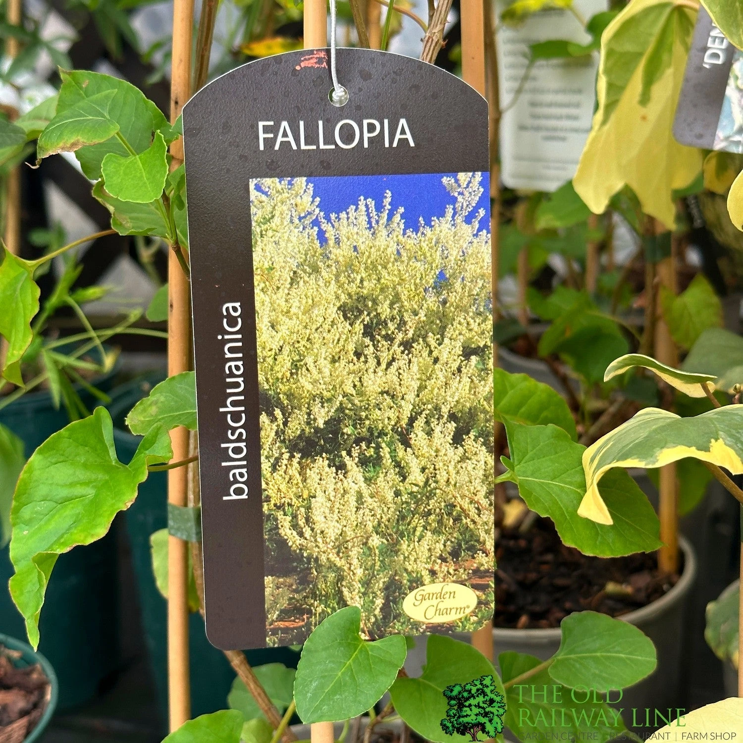 Fallopia 'Baldschuanica' Russian Vine Climber 3Ltr Pot 1 Fallopia 'Baldschuanica' Russian Vine Climber 3Ltr Pot