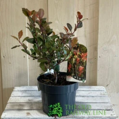 Photinia X Fraseri 'Little Red Robin' 3Ltr Pot (NL) 5 Photinia X Fraseri 'Little Red Robin' 3Ltr Pot (NL) -Hozel Garden Shop 5055286310355 2