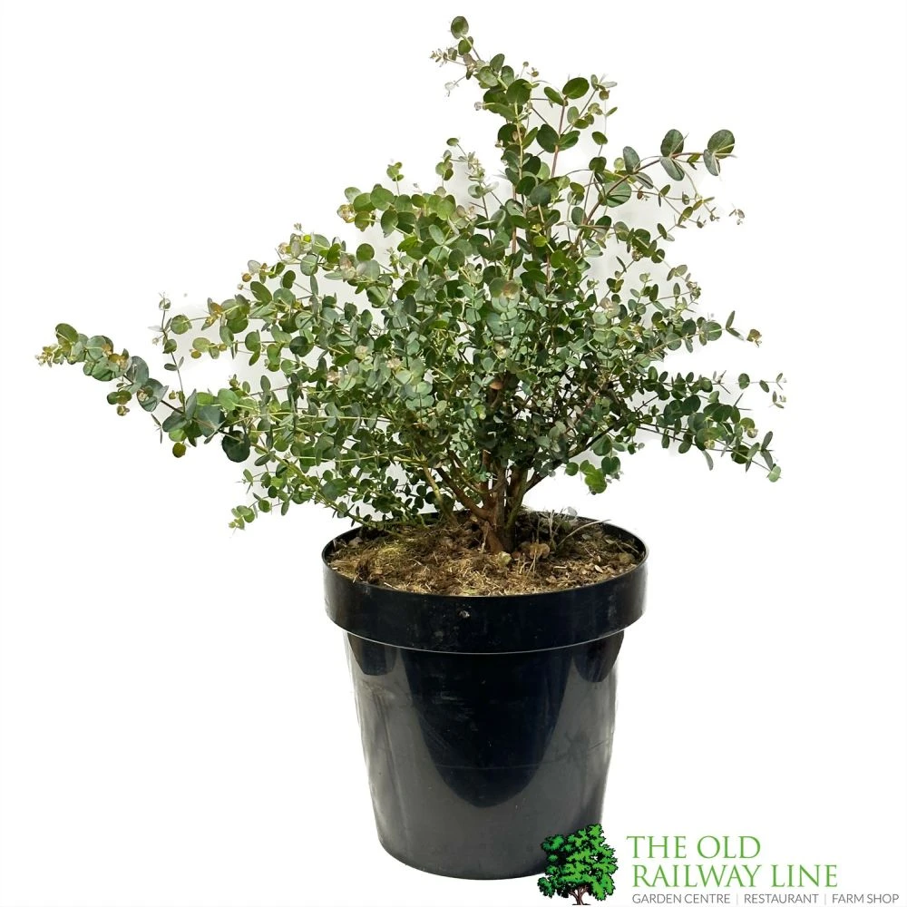 Eucalyptus Gunni 5Ltr Pot 1 Eucalyptus Gunni 5Ltr Pot