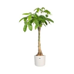 Elho 25cm White B.For Soft Round Pot 6 Elho 25cm White B.For Soft Round Pot -Hozel Garden Shop 8711904229610 3