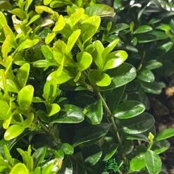 Buxus Sempervirens 6 Pack Of Plants 3 Buxus Sempervirens 6 Pack Of Plants -Hozel Garden Shop 8712044907956 2 220dbcbb d7cd 4f26 8c02 e8e3e6427864