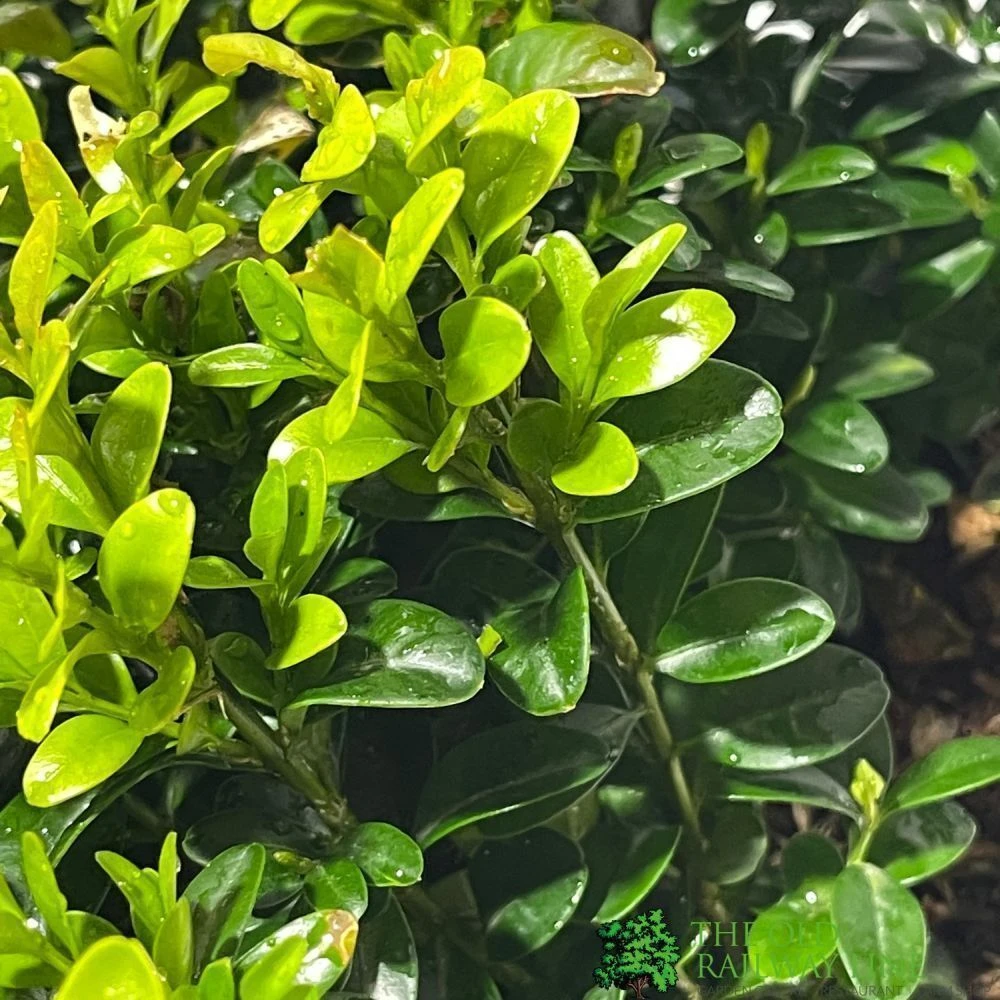 Buxus Sempervirens 6 Pack Of Plants 2 Buxus Sempervirens 6 Pack Of Plants - Image 2