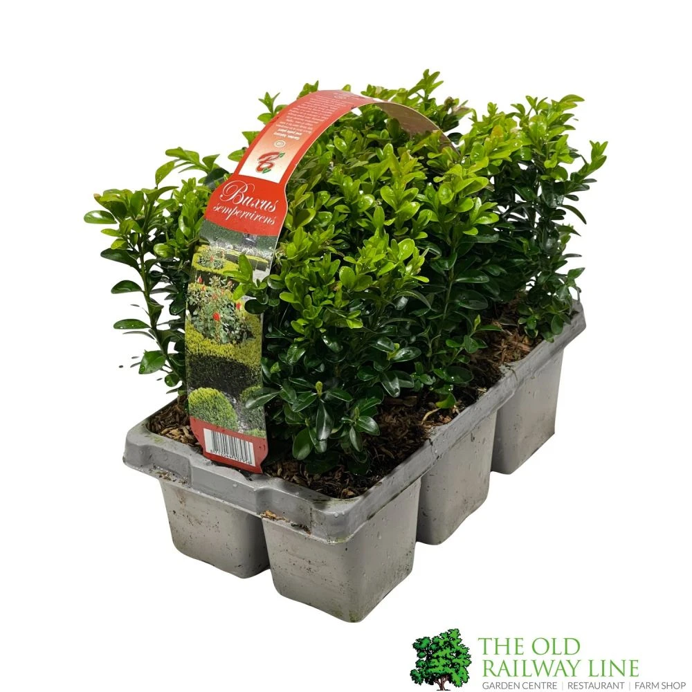 Buxus Sempervirens 6 Pack Of Plants 1 Buxus Sempervirens 6 Pack Of Plants
