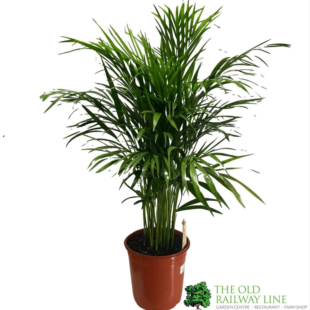 Areca Dypsis Lutescens Indoor Palm 1.5m Tall 1 Areca Dypsis Lutescens Indoor Palm 1.5m Tall