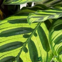 Calathea (Mixed Variety) Houseplant 14cm Pot 6 Calathea (Mixed Variety) Houseplant 14cm Pot -Hozel Garden Shop 8717432220990 3